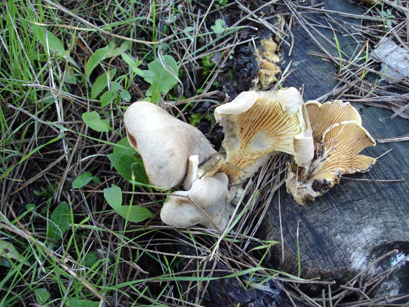 2 dic.4 Murgia barese (Tapinella panuoides)